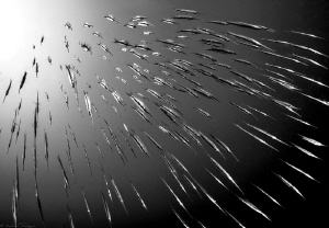darts #2 (Aeoliscus Strigatus) by Mathieu Foulquié 